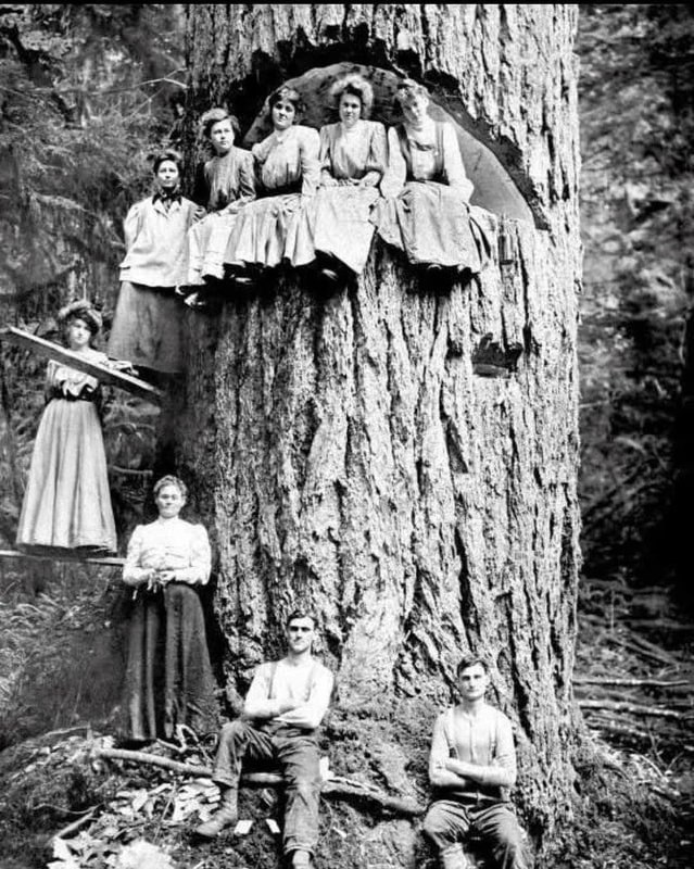 美洲栗树曾是阿巴拉契亚山脉的主导树种，但在1904年因亚洲真菌“栗疫病”传入而遭到毁灭性打击，到1920年几乎在野外灭绝