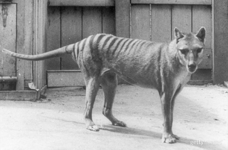 已经灭绝的袋狼，最后一只袋狼死于 1936年 （照片拍摄于1910-1919年） #历史已经灭绝的袋狼，最后一只袋狼死于 1936年 （照片拍摄于1910-1919年） #历史
