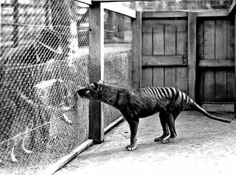 已经灭绝的袋狼，最后一只袋狼死于 1936年 （照片拍摄于1910-1919年） #历史已经灭绝的袋狼，最后一只袋狼死于 1936年 （照片拍摄于1910-1919年） #历史