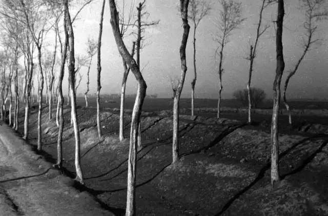 1942年，美国《时代》周刊记者白修德来到饥荒中的中国，他拍摄下了被民众吃光的树皮和准备去埋葬死去的亲人